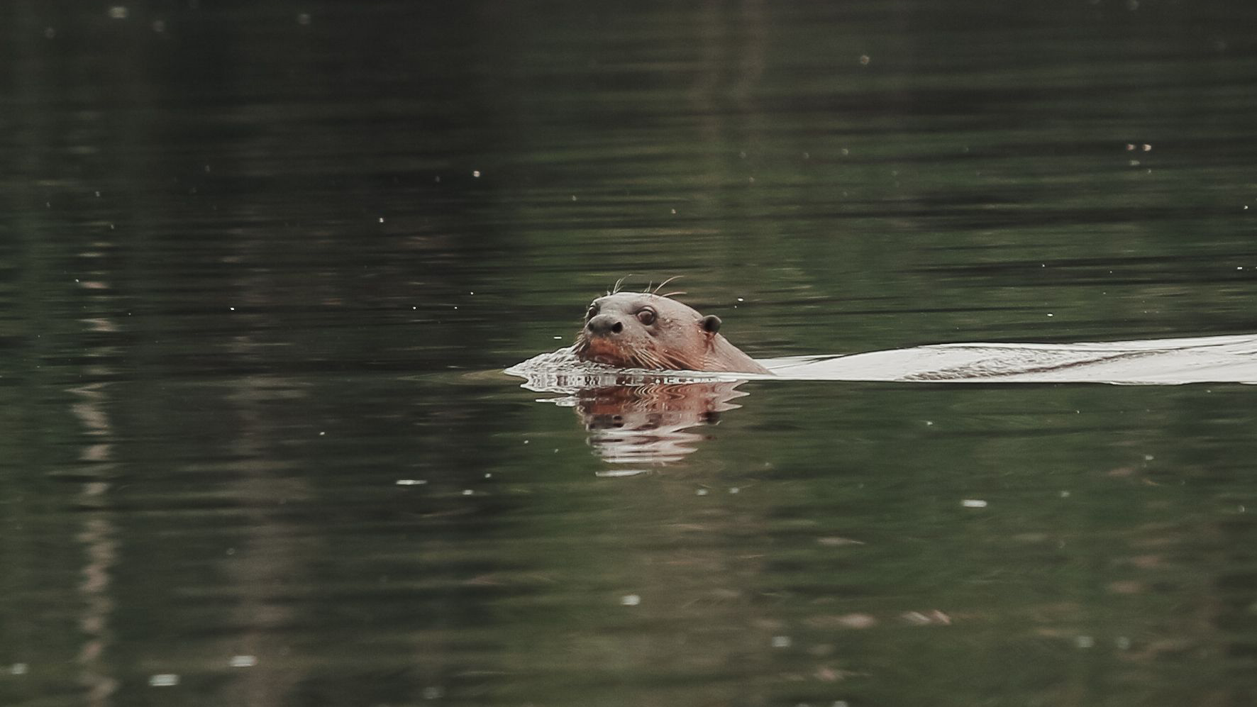 Ariranha nadando nas águas de rio amazônico