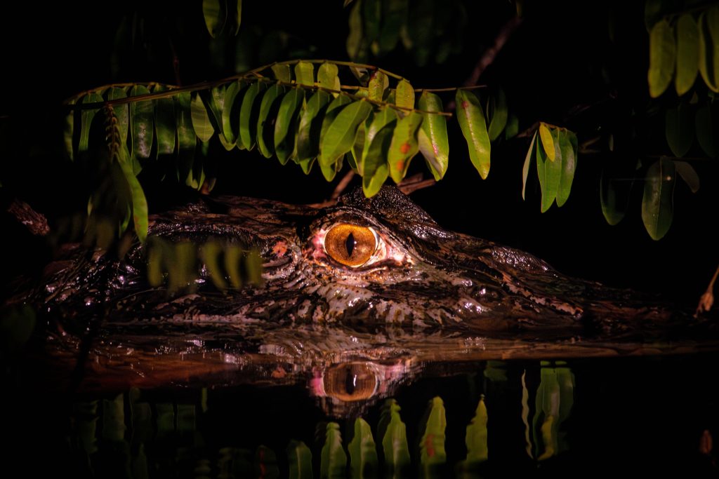 A Amazônia como problema jurídico: por que a proteção do bioma depende da força das instituições